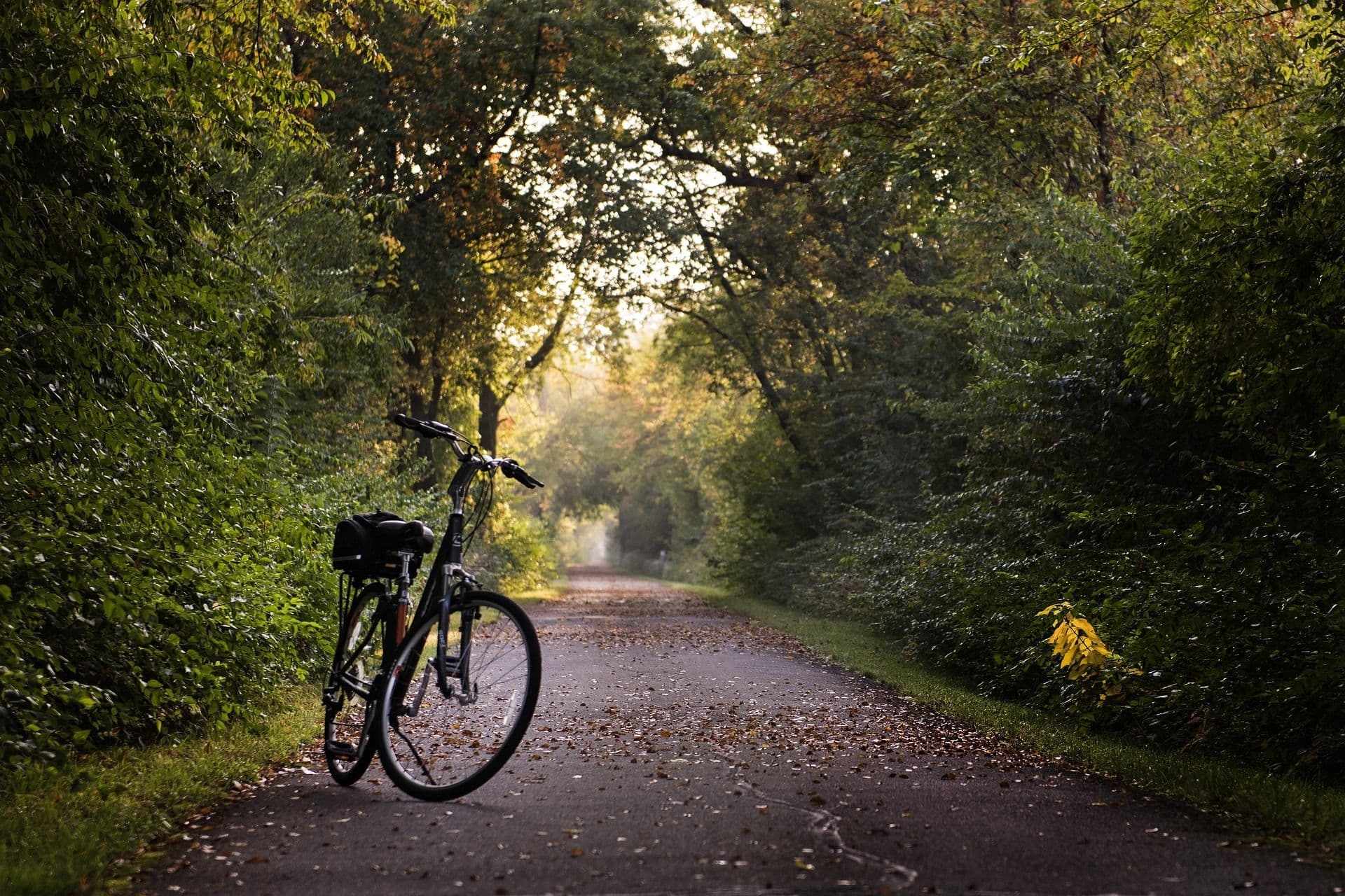 Ein Fahrrad befindet sich im Wald.