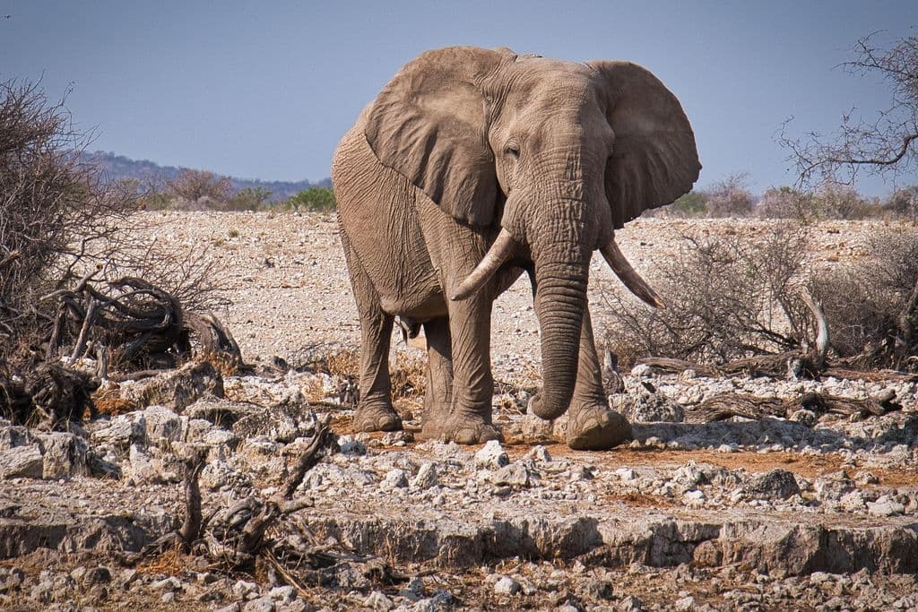 Ein Elefant in Namibia.